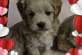 Suczka Maltipoo gotowa na walentynki