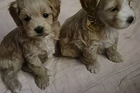 Suczka Maltipoo gotowa na walentynki, Kujawsko-pomorskie, Inowrocław