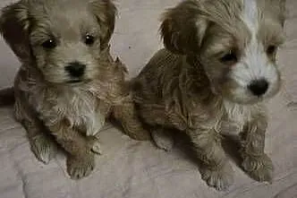 Suczka Maltipoo gotowa na walentynki, Kujawsko-pomorskie, Inowrocław