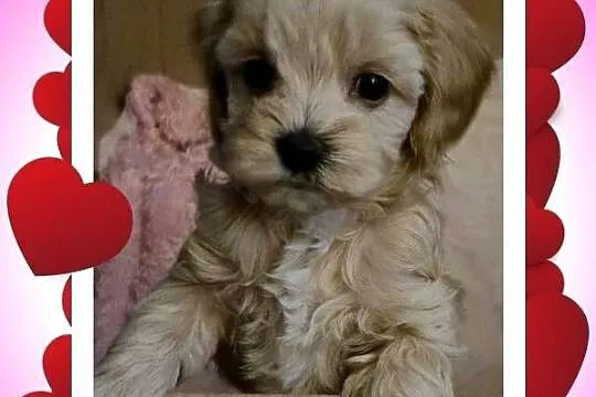 Suczka Maltipoo gotowa na walentynki, Kujawsko-pomorskie, Inowrocław