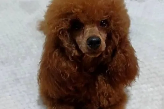 Suczka Maltipoo gotowa na walentynki, Kujawsko-pomorskie, Inowrocław