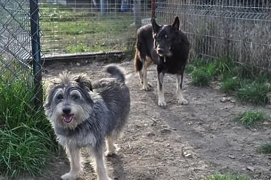 Kudłata trójłapka szuka kochającego domu.