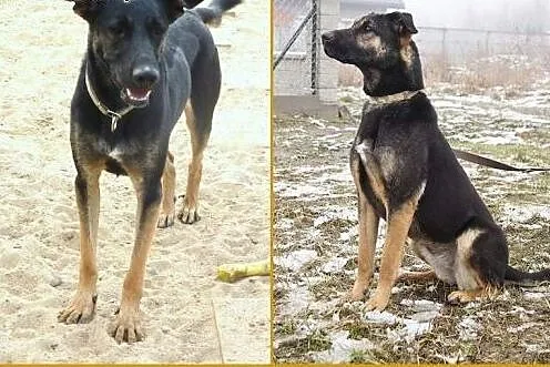Inka wspaniała,  Kundelki cała Polska