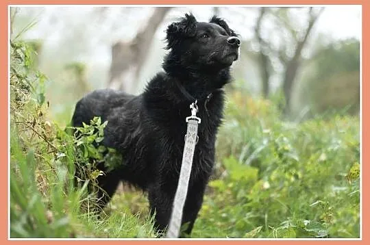 Średni 15 kg, 5 lat,grzeczny,kontaktowy,przyjazny 