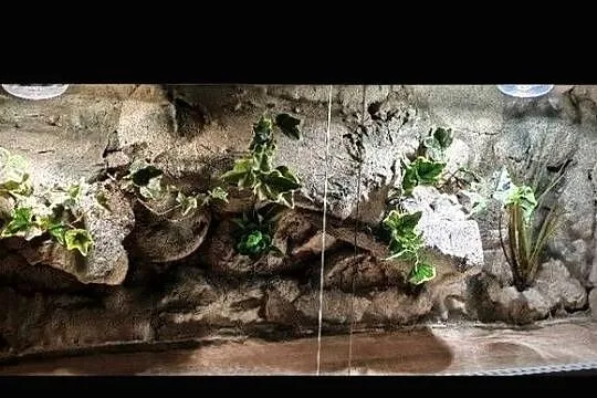 Terrarium pustynne dla żółwia greckiego agamy brodatej