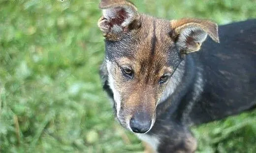 Szczeniak do adopcji, warmińsko-mazurskie Bartosz