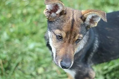 Szczeniak do adopcji,  warmińsko-mazurskie Bartosz