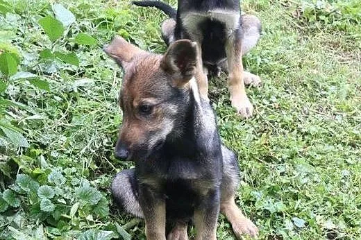 Szczeniak do adopcji,  warmińsko-mazurskie Bartosz