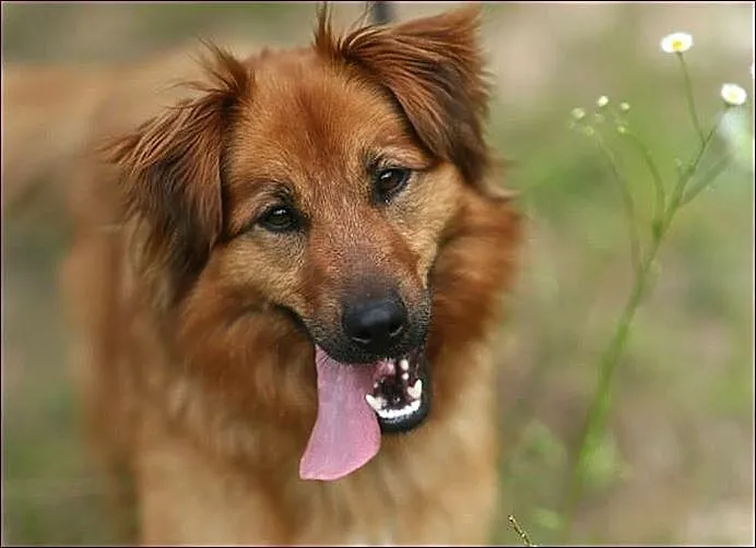 Piękna, ruda Klajda :)