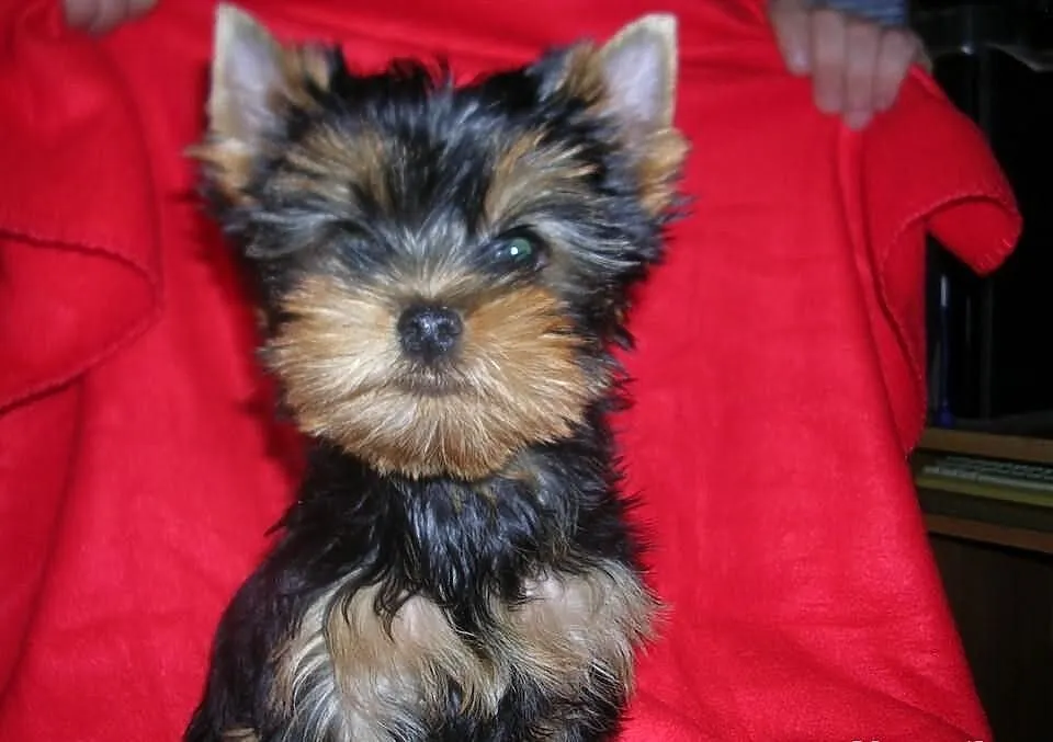 Yorkshire Terrier FCI