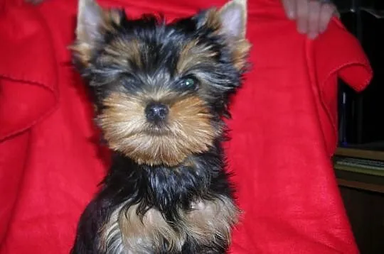 Yorkshire Terrier FCI