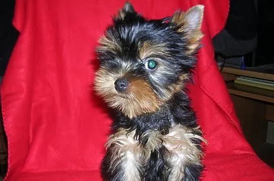 Yorkshire Terrier FCI