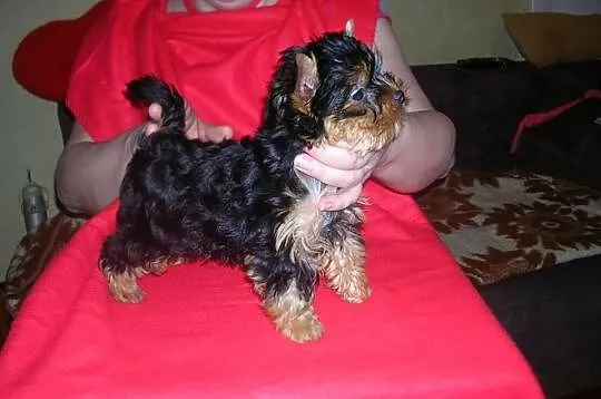 Yorkshire Terrier FCI
