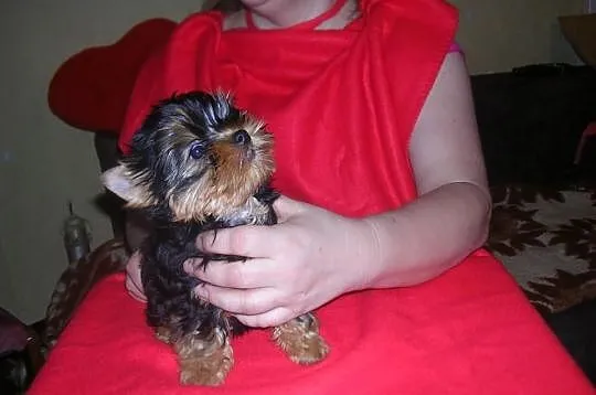 Yorkshire Terrier FCI