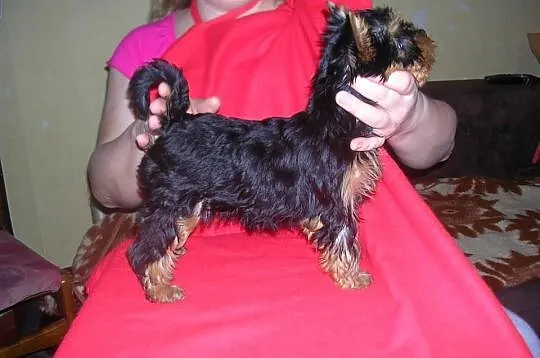 Yorkshire Terrier FCI