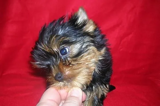 Yorkshire Terrier FCI