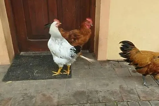 Sprzedam młode kogutki