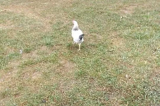 Sprzedam młode kogutki, Podkarpackie, Staniszewskie