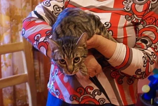 9 miesięczny kocurek Felek szuka domu