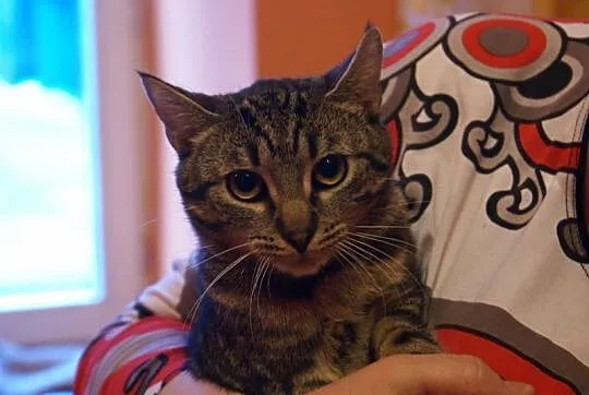9 miesięczny kocurek Felek szuka domu