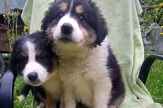 Border collie tricolor!, Małopolskie, Tarnów