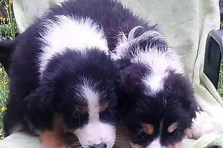 Border collie tricolor!, Małopolskie, Tarnów