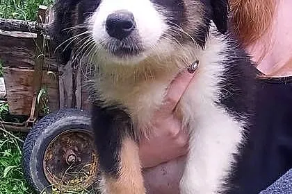 Border collie tricolor!, Małopolskie, Tarnów