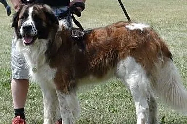 Moskiewski pies stróżujący - Nie bernardyn - owcza