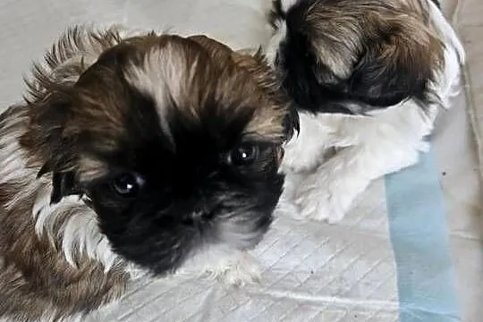 SHIH-TZU TRICOLOR