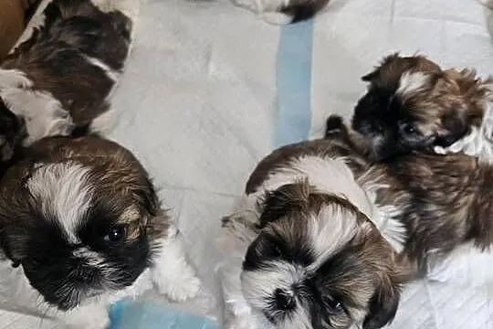 SHIH-TZU TRICOLOR, Mazowieckie, Łosice