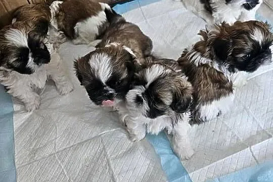 SHIH-TZU TRICOLOR, Mazowieckie, Łosice