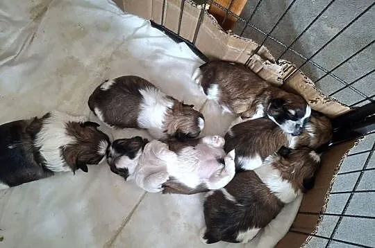SHIH-TZU TRICOLOR, Mazowieckie, Łosice