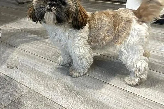 SHIH-TZU TRICOLOR, Mazowieckie, Łosice