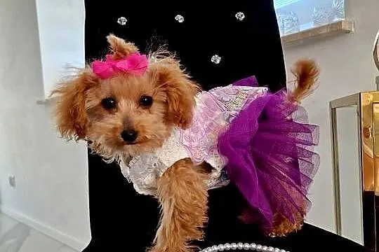 Unikatowa xxs sunia pudel teacup baaaardzo malutka, Podkarpackie, Jasło