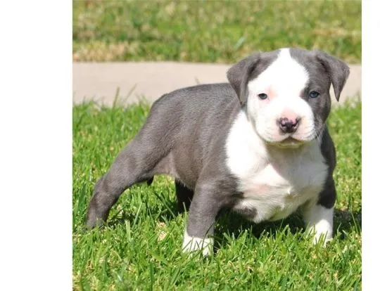 Sprzedam szczenięta rasy pitbull terrier, bardzo zdrowe, z pełną dokumentacją.********