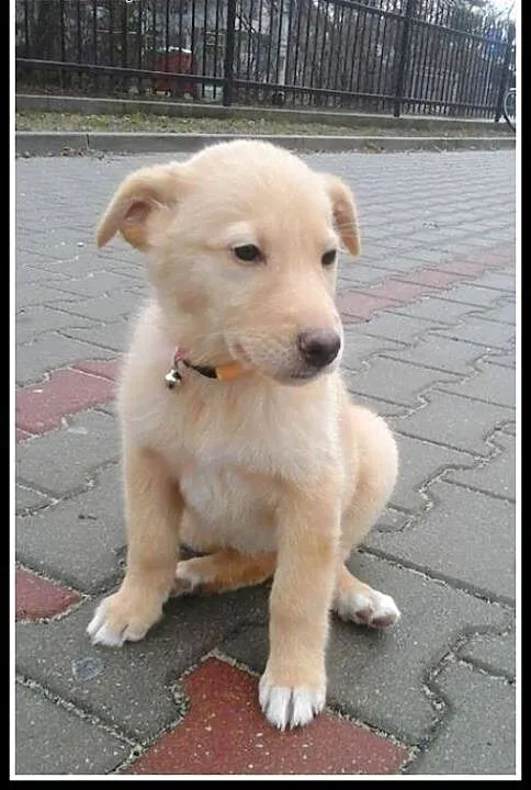Abi - ok 3 mies. piekna sunia do adopcji!, mazowi