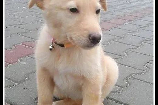 Abi - ok 3 mies. piekna sunia do adopcji!, mazowieckie Warszawa