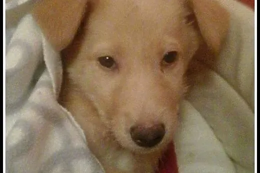 Abi - ok 3 mies. piekna sunia do adopcji!,  mazowi