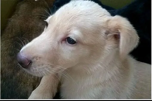 Abi - ok 3 mies. piekna sunia do adopcji!,  mazowi