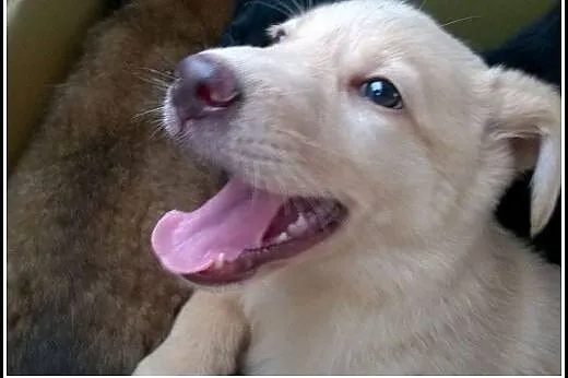 Abi - ok 3 mies. piekna sunia do adopcji!,  mazowi