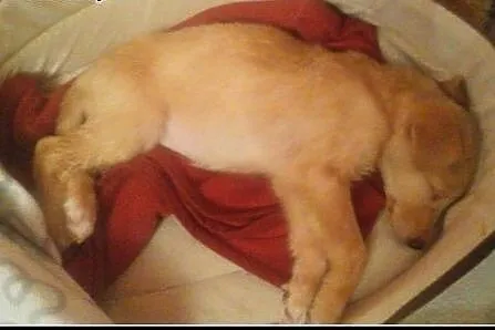 Abi - ok 3 mies. piekna sunia do adopcji!,  mazowi