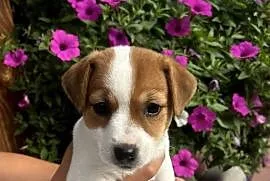 Jack Russell Terrier