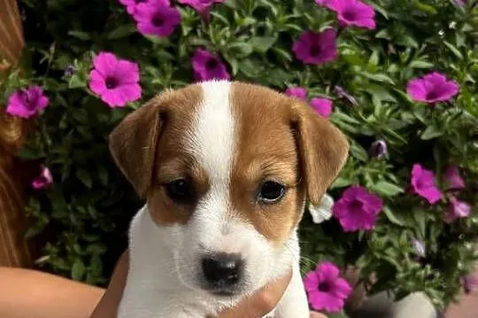 Jack Russell Terrier, Lubelskie, Lubartów