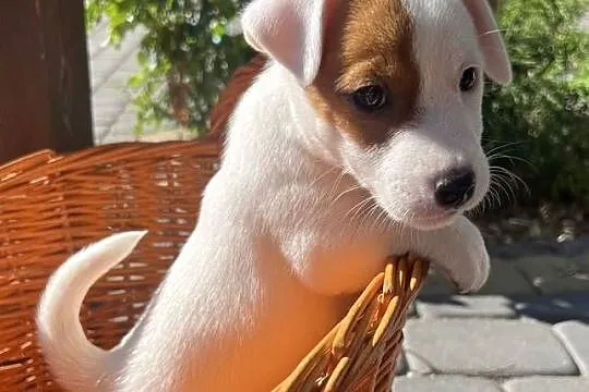 Jack Russell Terrier, Lubelskie, Lubartów
