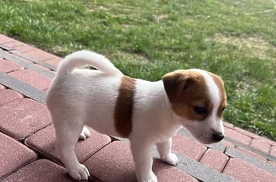 Jack Russell Terrier, Lubelskie, Lubartów