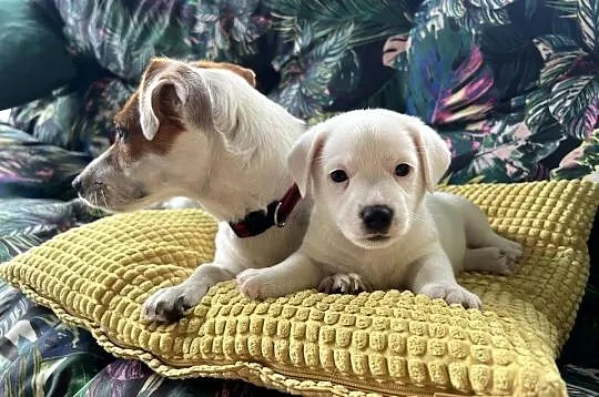 Jack Russell Terrier, Lubelskie, Lubartów