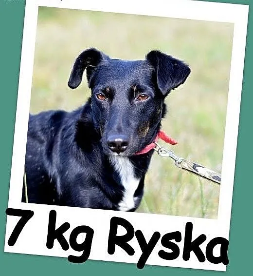 7 kg, 1 rok, jamnik mix,delikatna,łagodna suczka R