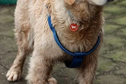 Golden retriever Emma - do adopcji,  mazowieckie Warszawa