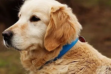 Golden retriever Emma - do adopcji,  mazowieckie W