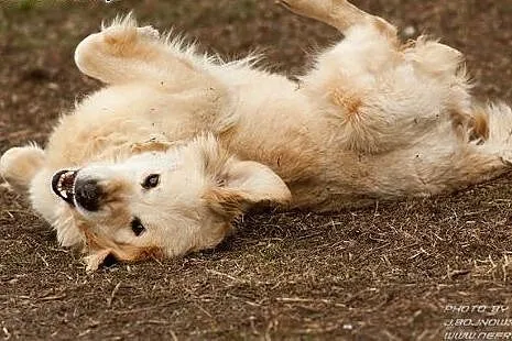 Golden retriever Emma - do adopcji,  mazowieckie W